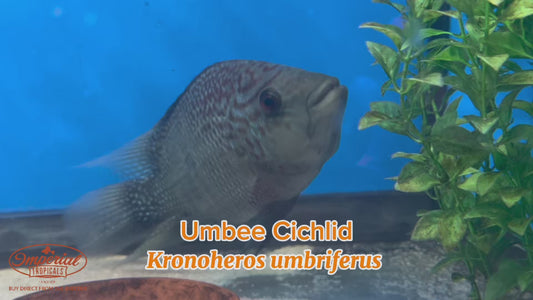 WYSIWYG Umbee Cichlid