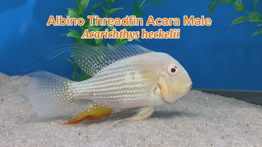WYSIWYG Albino Threadfin Acara Male