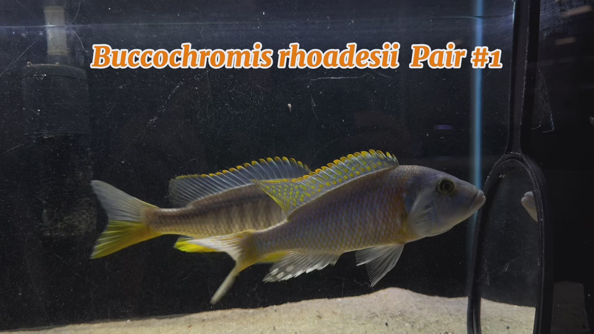 New Arrivals at Imperial Tropicals