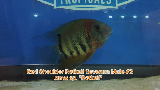 WYSIWYG Red Shoulder Rotkeil Severum Male #2