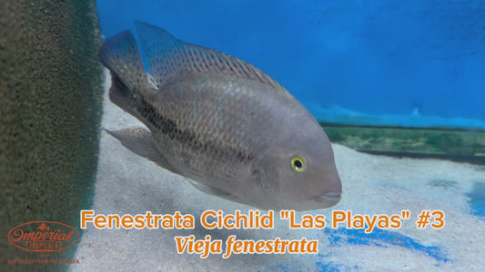 WYSIWYG Fenestrata Cichlid "Las Playas" #3