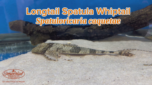 WYSIWYG Longtail Spatula Whiptail