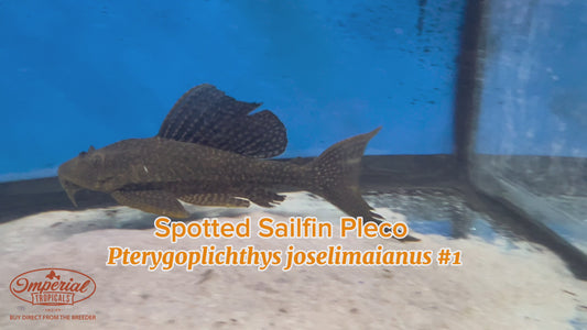 WYSIWYG Spotted Sailfin Pleco #1