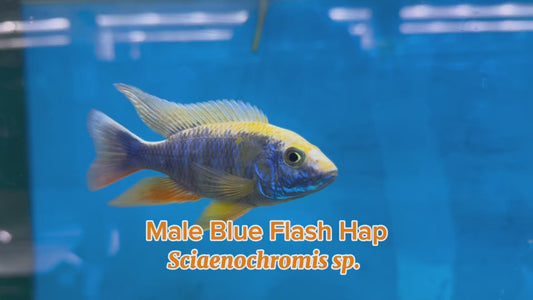 WYSIWYG Male Blue Flash Hap