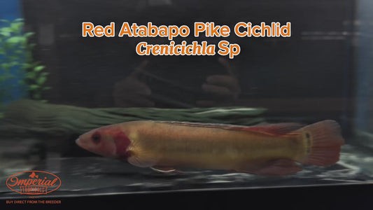 WYSIWYG Red Atabapo Pike Cichlid