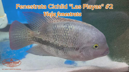 WYSIWYG Fenestrata Cichlid "Las Playas" #2