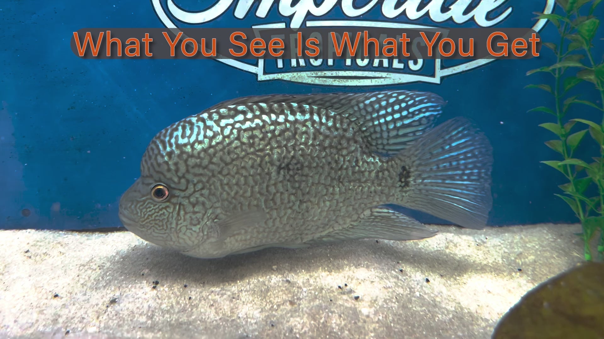 Imperial Tropicals Buy aquarium fish direct from the breeder