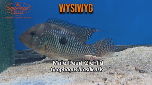 WYSIWYG Male Pearl Cichlid
