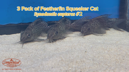 WYSIWYG 3 Pack of Featherfin Squeaker Cats #2