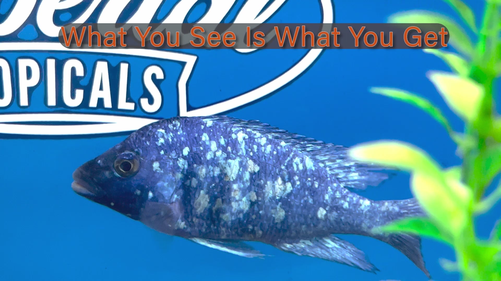 African cichlids Imperial Tropicals