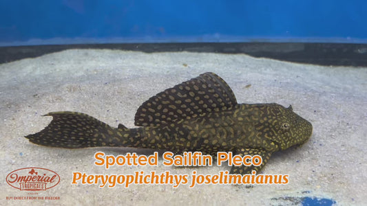 WYSIWYG Spotted Sailfin Pleco