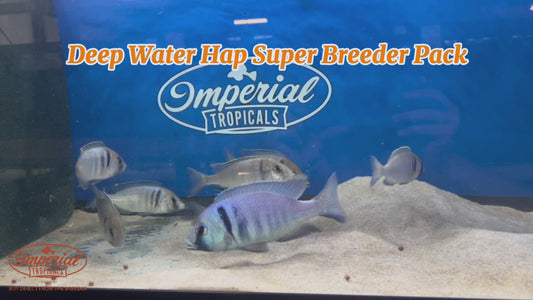 WYSIWYG Deep Water Hap Super Breeder Pack