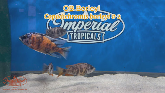 WYSIWYG OB Borleyi Breeder Pack #2