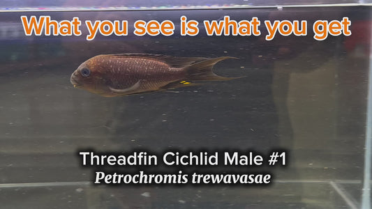 WYSIWYG Threadfin Cichlid (Petrochromis trewavasae) Male #1