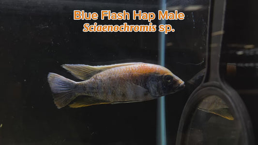 WYSIWYG Blue Flash Hap Male