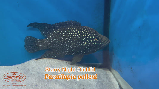 WYSIWYG Starry Night Cichlid Male