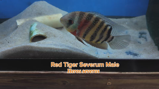 WYSIWYG Red Tiger Severum Male