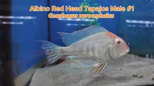 WYSIWYG Albino Red Head Tapajos Male #1