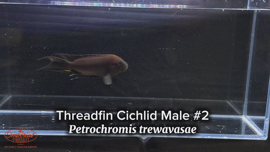 WYSIWYG Threadfin Cichlid (Petrochromis trewavasae) Male #2