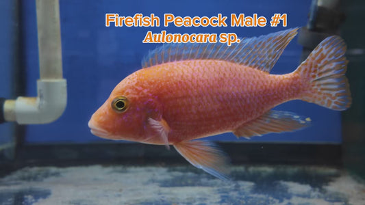 WYSIWYG Firefish Peacock Male #1