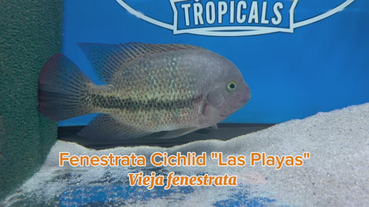 WYSIWYG Fenestrata Cichlid "Las Playas" #1