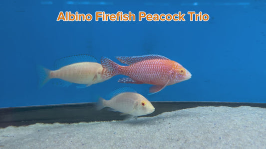 WYSIWYG Albino Firefish Peacock Trio