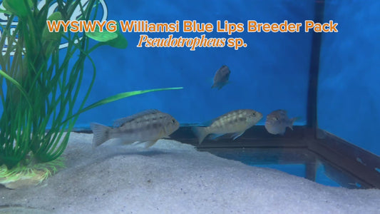 WYSIWYG Williamsi Blue Lips Breeder Pack