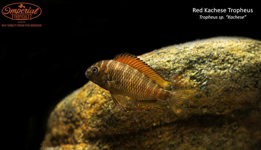 Red Kachese Tropheus