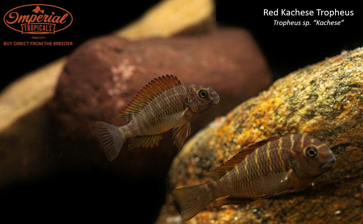 Red Kachese Tropheus