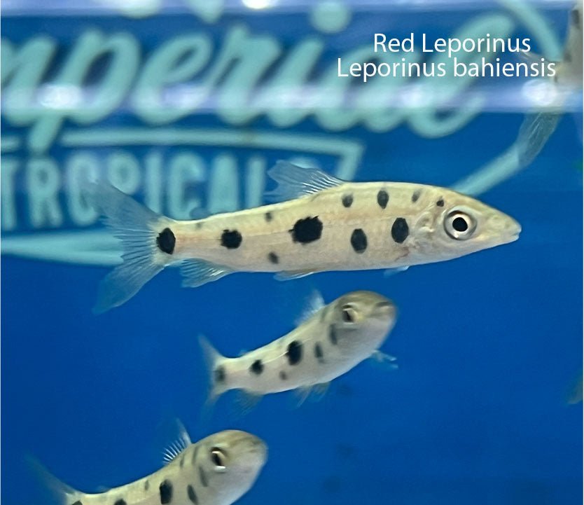 Red Leporinus