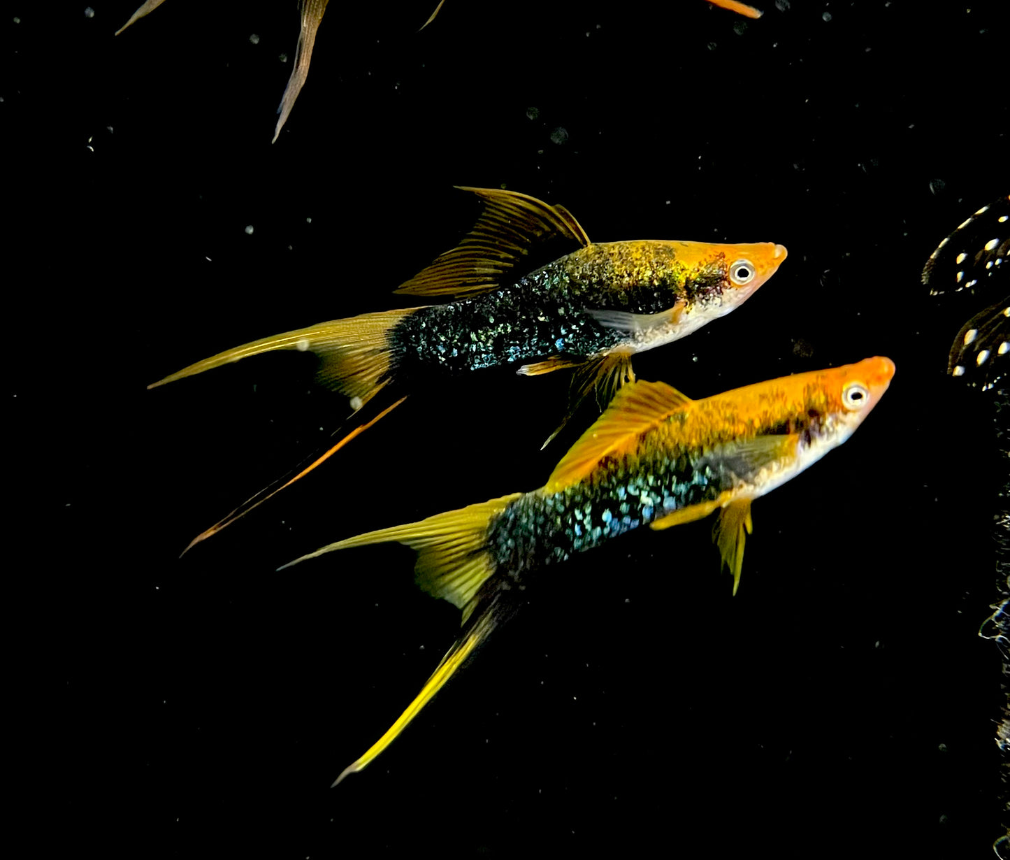 Tuxedo Lyretail Swordtail