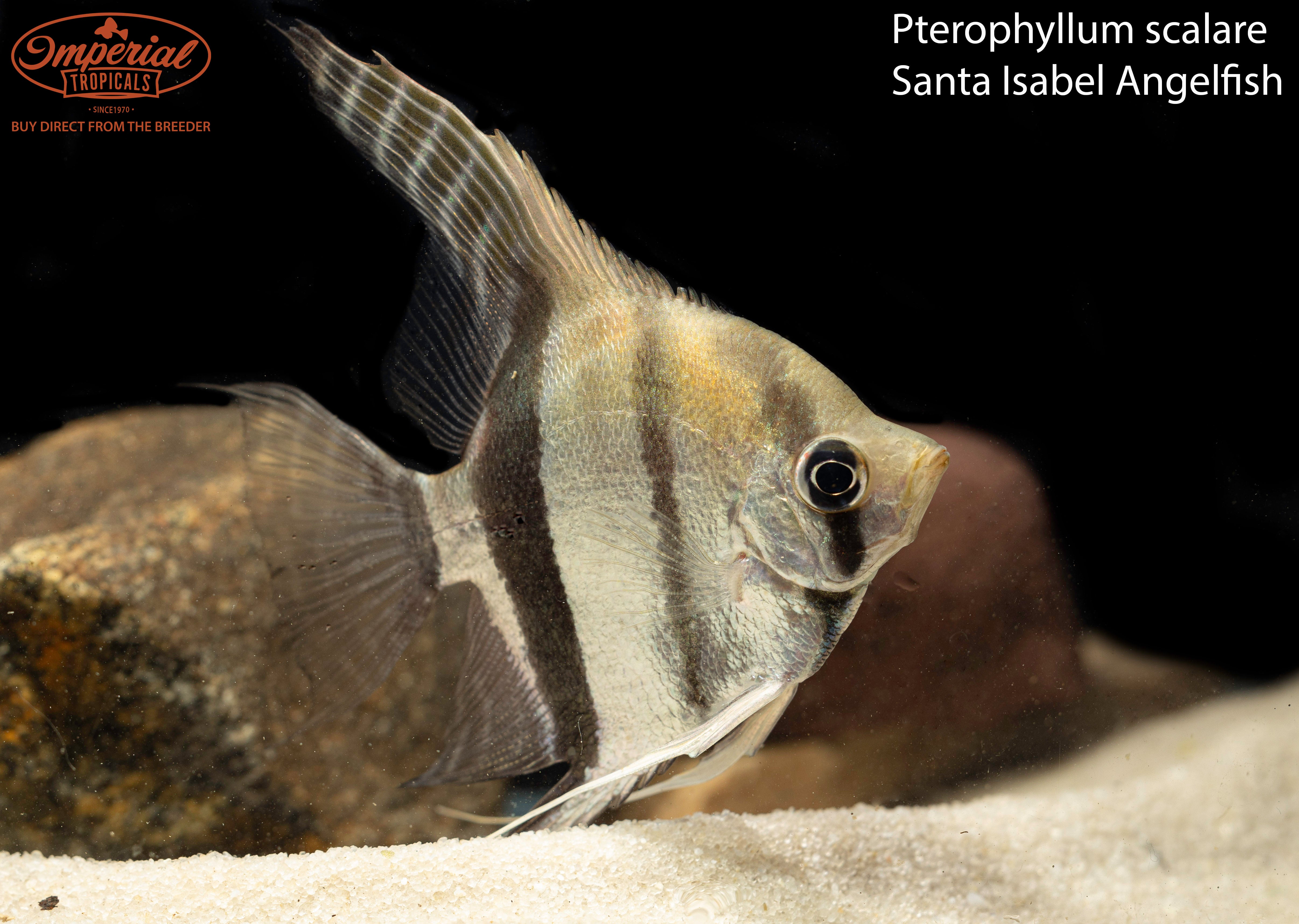 Red Back Amapa Angelfish (Pterophyllum scalare) - shop Imperial Tropicals