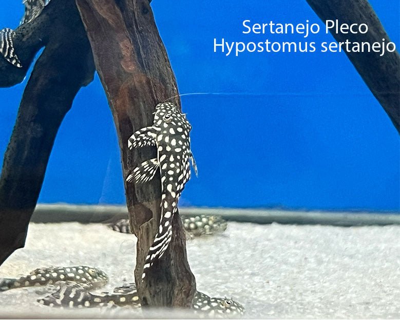 Sertanejo Pleco