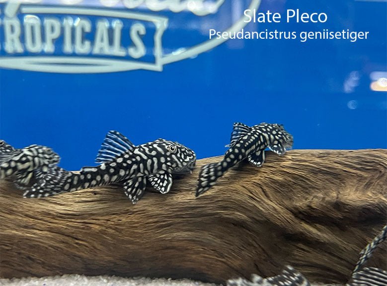 Slate Pleco