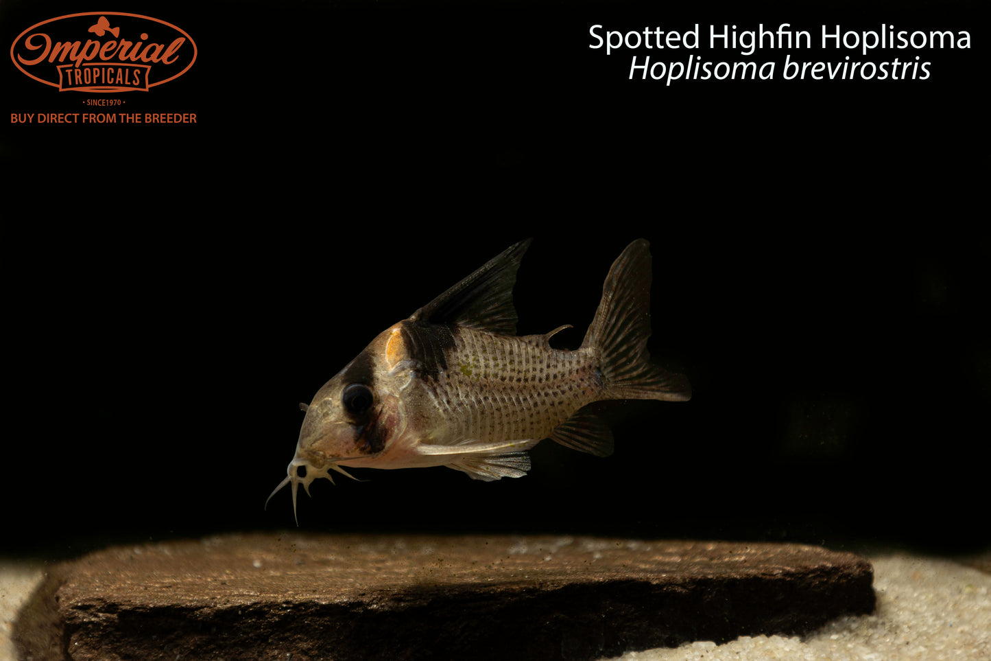 Spotted Highfin Hoplisoma