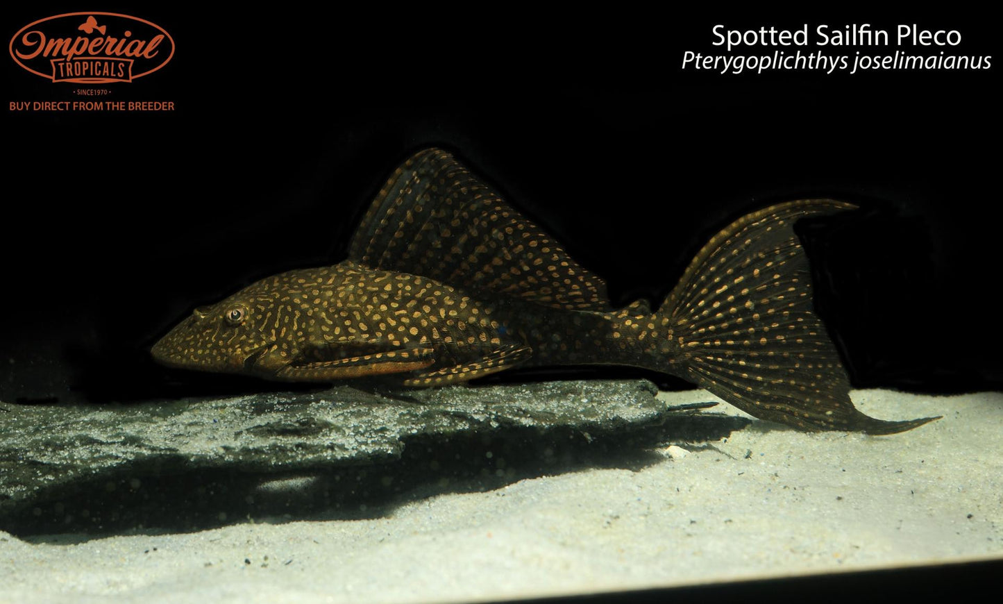 Spotted Sailfin Pleco