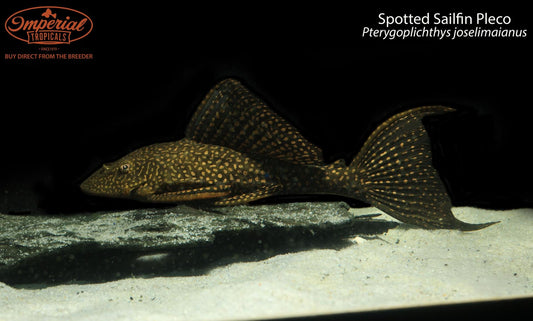 Spotted Sailfin Pleco