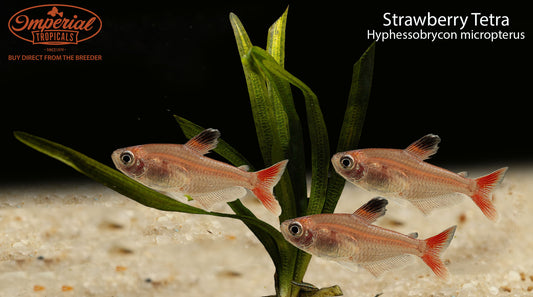 Strawberry Tetra