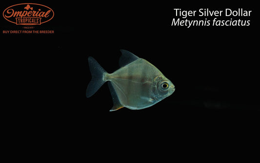 Tiger Silver Dollar (Metynnis fasciatus)