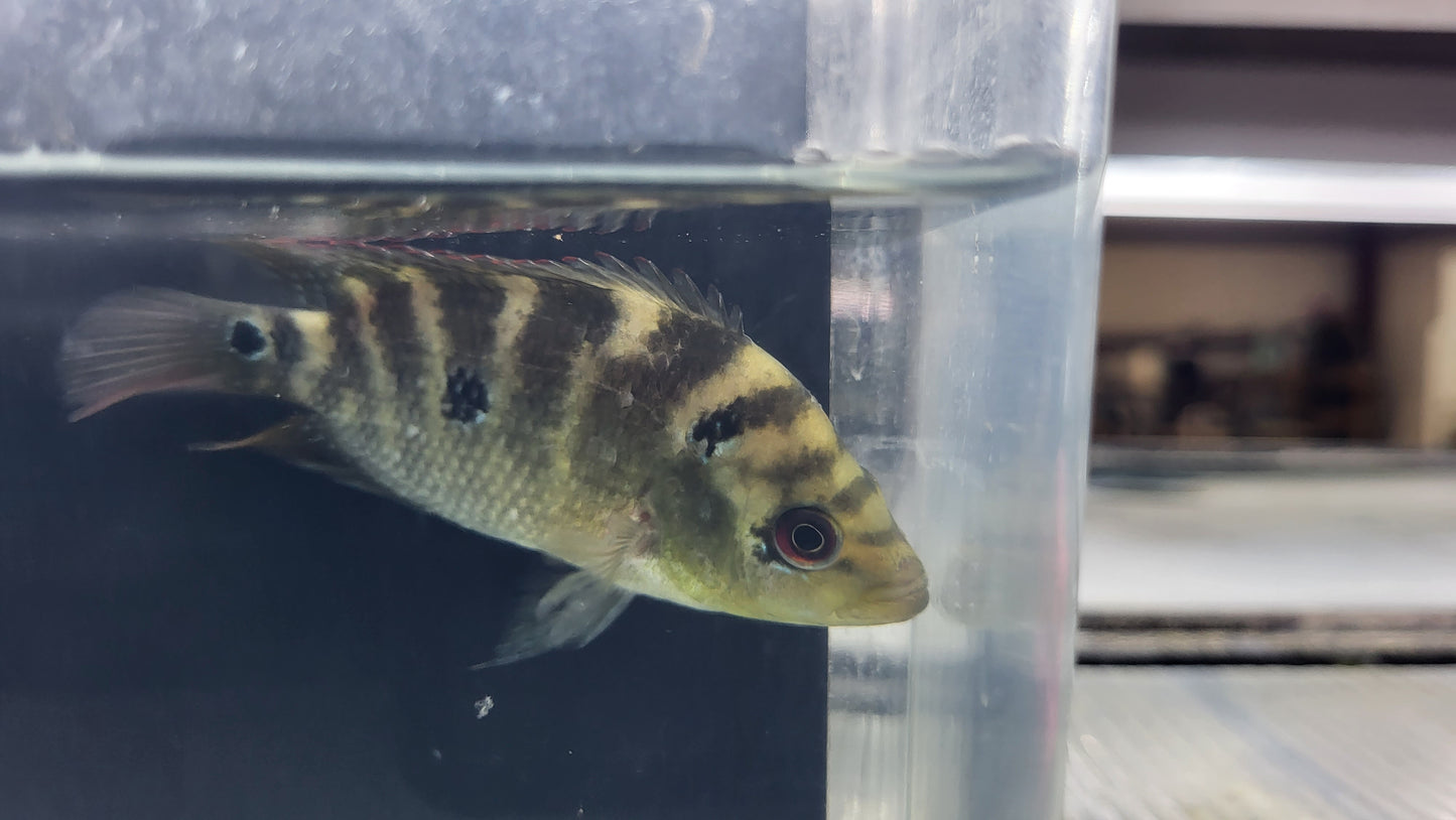 Three Spot Cichlid