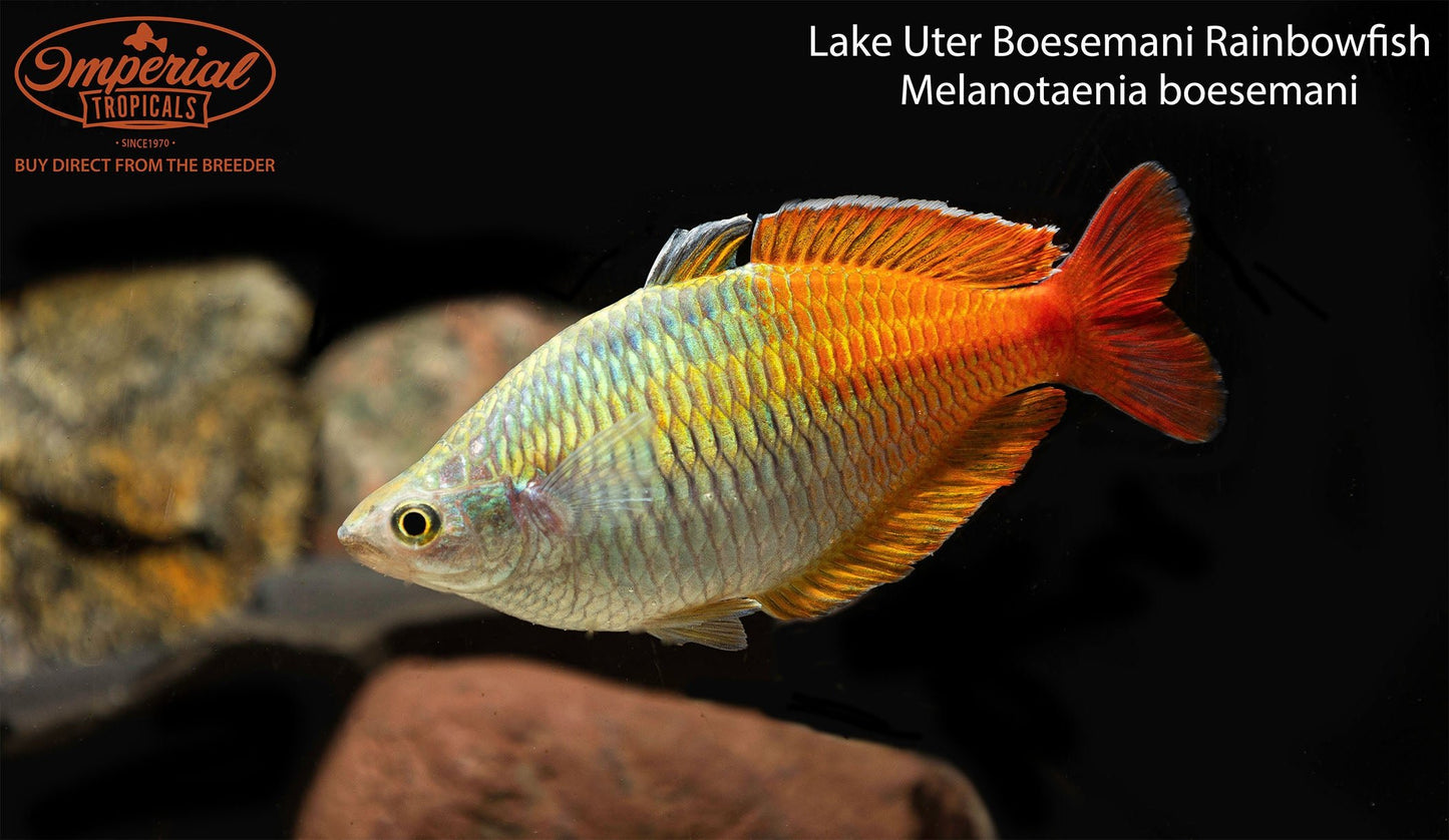 Lake Uter Boesemani Rainbowfish