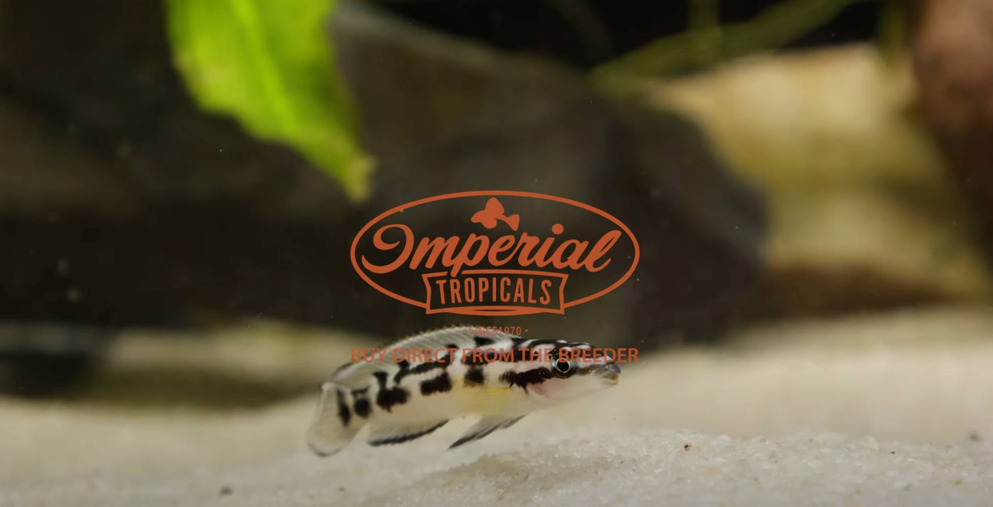 Imperial tropical best sale fish farm