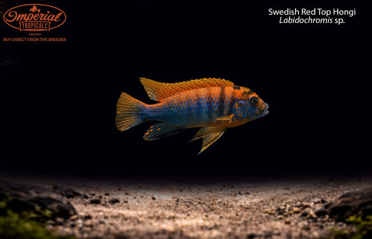 Swedish Red Top Hongi