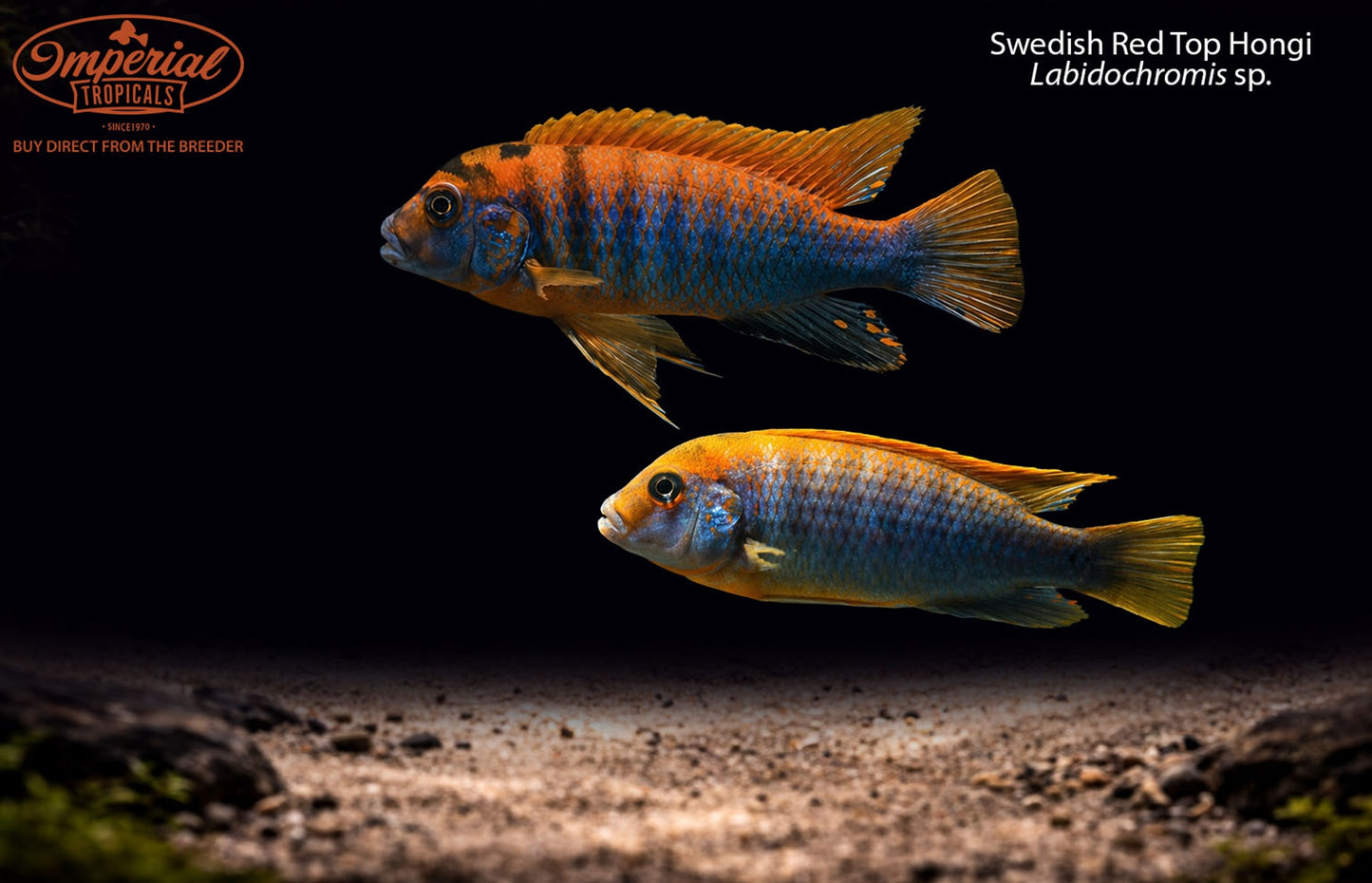 Swedish Red Top Hongi