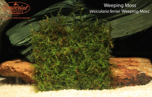 Weeping Moss (Vesicularia ferriei 'Weeping Moss')