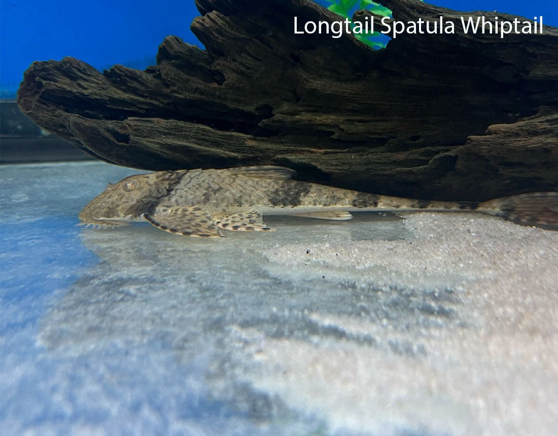 Longtail Spatula Whiptail