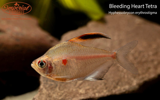 Bleeding Heart Tetra