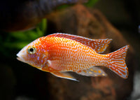 Dragon Blood Peacock
