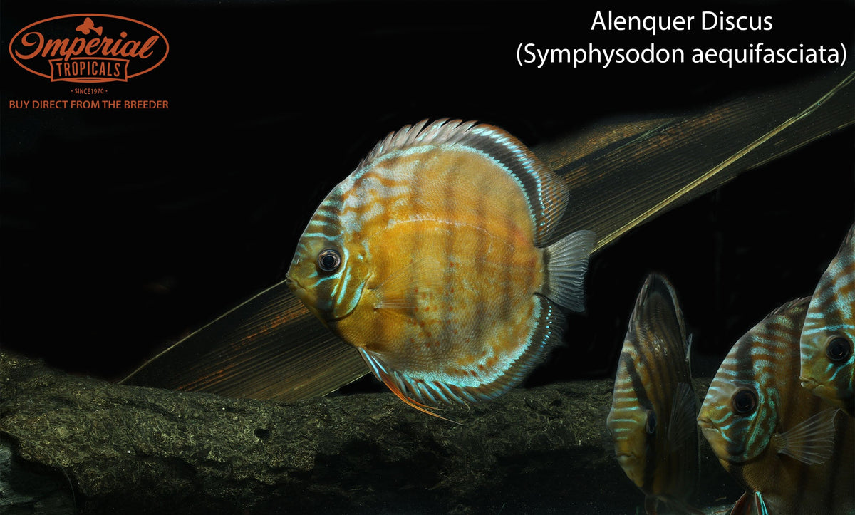 Alenquer Discus (Symphysodon aequifasciata) - shop Imperial Tropicals