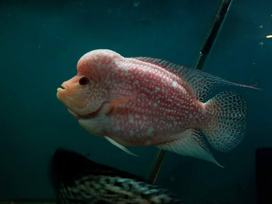 Kamfamalau Flowerhorn - Imperial Tropicals